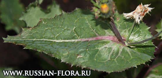 Осот огородный (Sonchus oleraceus L.)